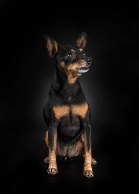 Siyah arkaplan önünde minyatür pinscher