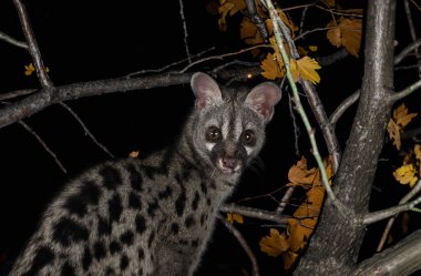 Siyah arkaplan önünde ortak genet