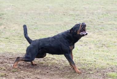 Genç Rottweiler koruma sporu ve polis eğitimi alıyor.