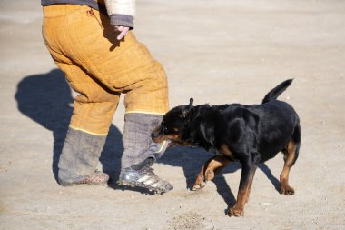 Genç Rottweiler koruma sporu ve polis eğitimi alıyor.