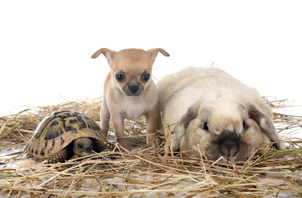 Rabbit Chihuahua Turtle Front White Background — Stock Photo, Image