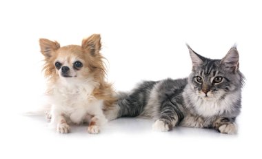 Maine coon yavru kedi ve beyaz arka plan önünde chihuahua