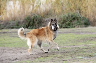 Genç Belçikalı çoban köpeği doğada itaat eğitimi alıyor.