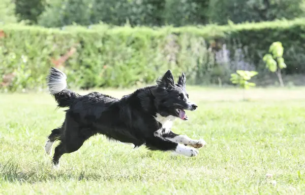 Hundetraining Für Gehorsam Mit Border Collie Disziplin Der Natur — Stockfoto