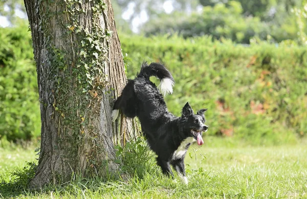 训练狗从本质上服从边境牧羊犬纪律 — 图库照片