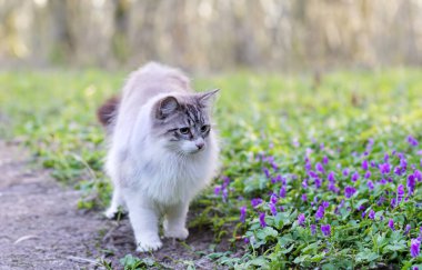 doğada mavi gözlü genç birman kedisi