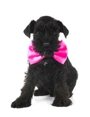 Beyaz arkaplan önünde minyatür schnauzer