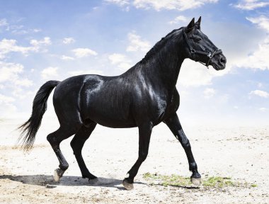 Doğada siyah bir aygır portresi