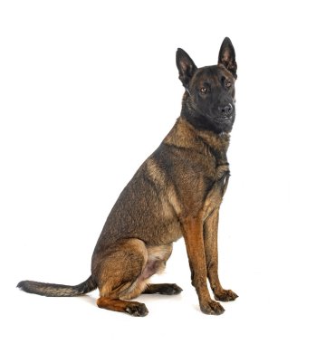 Beyaz arka planda Belçikalı çoban