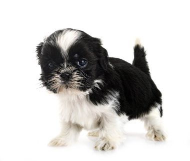 Köpek Shih Tzu beyaz arkaplanın önünde
