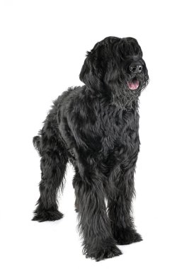 Beyaz arkaplan önünde dev Schnauzer