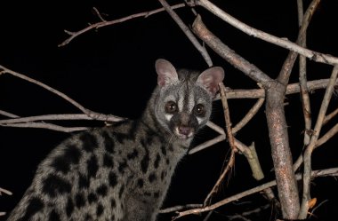 Siyah arkaplan önünde ortak genet