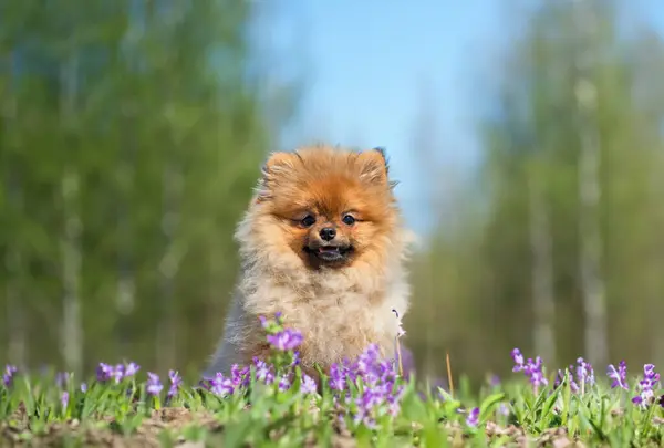 Cachorro Pomeranian Spitz Sentado Naturaleza — Foto de Stock