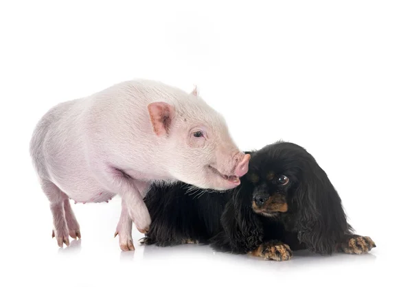 Cavalier King Charles Pig Front White Background — Stock Photo, Image