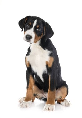 Yavru Appenzeller Sennenhund beyaz arkaplan önünde