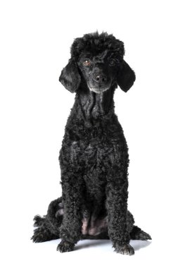 Beyaz arka planda siyah kaniş