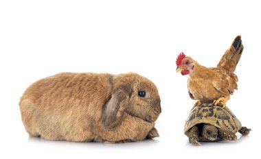Tavşan kaplumbağa ve beyaz arka planda tavuk.