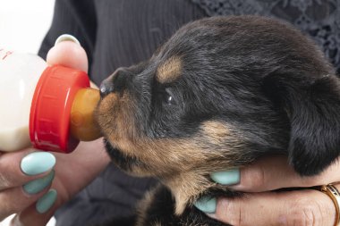 Yavru Rottweiler beyaz arka planda bir şişe emer.