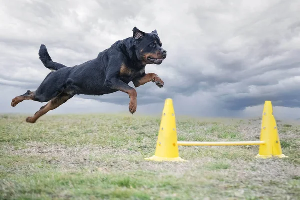 Training Rottweiler Fence Obedience Discipline — Stock Photo, Image