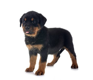 Beyaz arkaplan önünde köpek yavrusu rottweiler