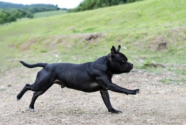 Puppt staffordshire boğa teriyeri doğada serbest.