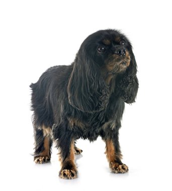 Beyaz arkaplan önünde süvari kral Charles