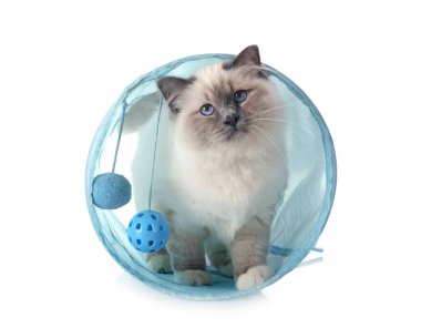 Birman Cat beyaz arkaplanının önünde