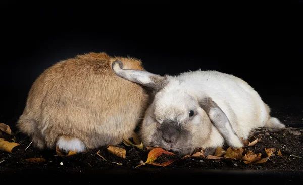 Lop Rabbit Delante Fondo Blanco — Foto de Stock