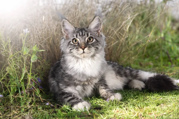 Maine Mýval Kotě Před Přírodou Pozadí — Stock fotografie