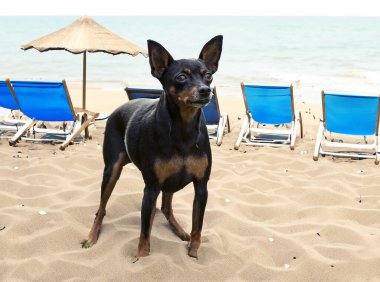 Plajda minyatür pinscher resmi var.