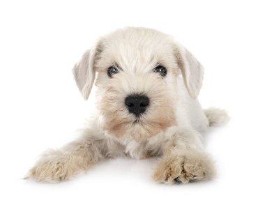 Beyaz arkaplan önünde minyatür schnauzer