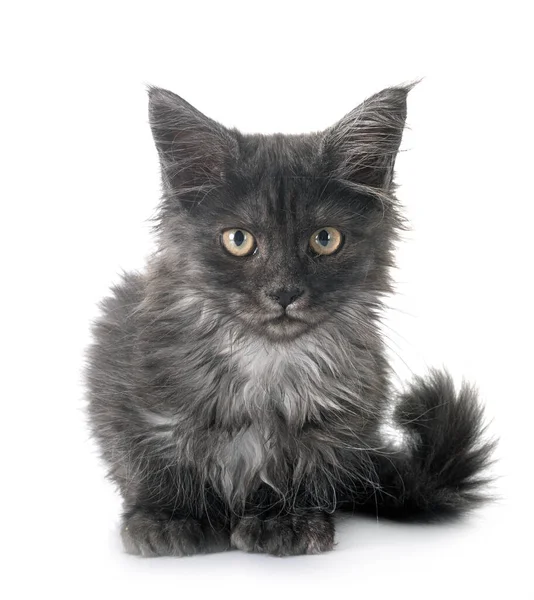 Maine Coon Kitten Front White Background — Stock Photo, Image