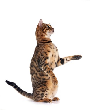Bengal kedisi beyaz arka planda