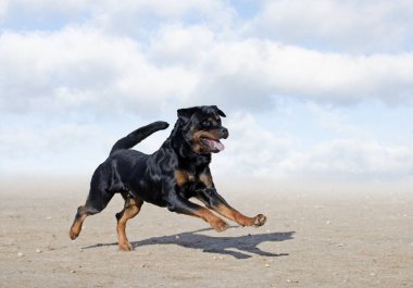 Genç Rottweiler koruma sporu ve polis eğitimi alıyor.