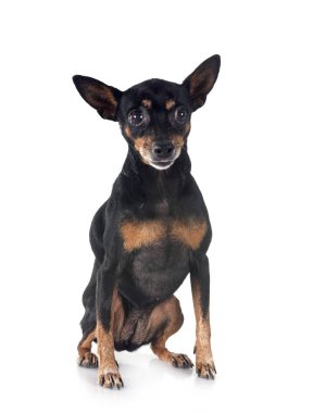 Beyaz arkaplan önünde minyatür pinscher