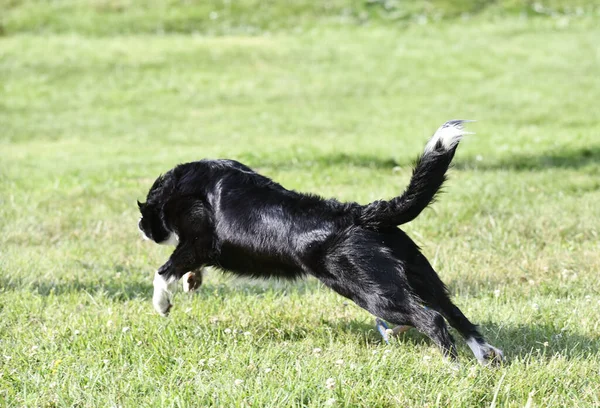 自然の中で境界コリーの規律に従うための犬のトレーニング — ストック写真