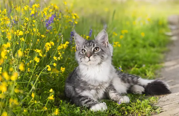 Maine Coon Kitten Voorkant Van Lente Achtergrond — Stockfoto