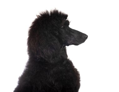 Beyaz arka plan önünde siyah standart kaniş