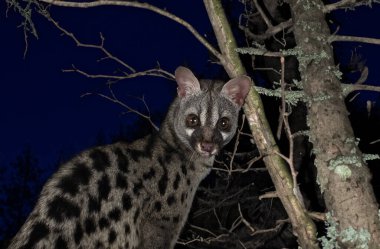 Siyah arkaplan önünde ortak genet