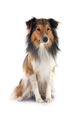 Beyaz arka plan önünde Shetland koyun