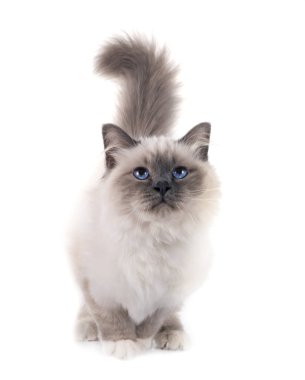 Birman Cat beyaz arkaplanının önünde