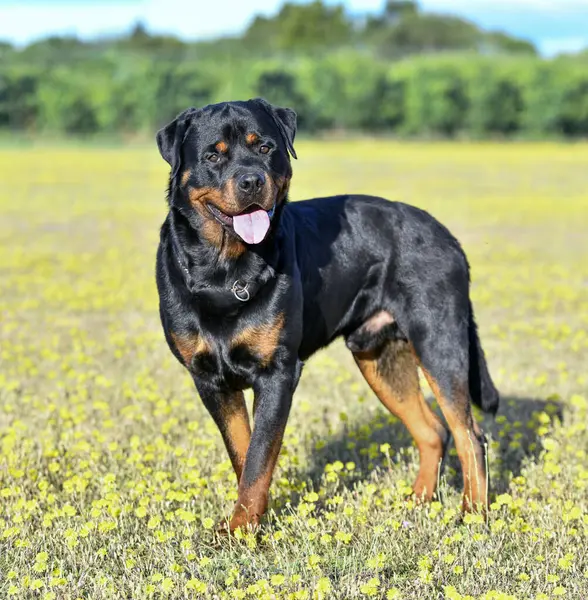 Young Rottweiler Staying Nature Summer — Stock Photo, Image