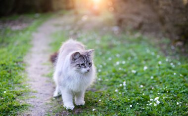 doğada mavi gözlü genç birman kedisi
