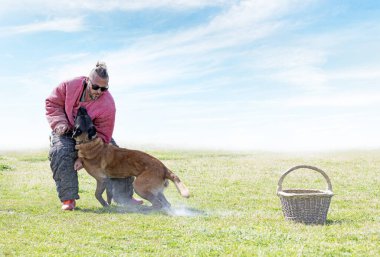 Genç Belçikalı çoban köpeği doğada güvenlik eğitimi alıyor.