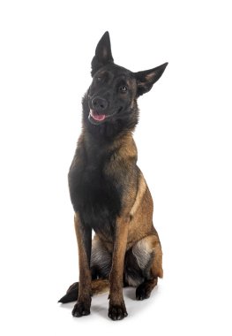 Beyaz arka planda Belçikalı çoban