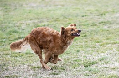 Golden Retriever ile itaat disiplini için köpek eğitimi.