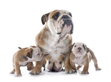 Beyaz arka planda aile İngilizcesi bulldog 'u