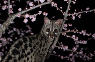 Siyah arkaplan önünde ortak genet