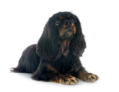 Beyaz arkaplan önünde süvari kral Charles