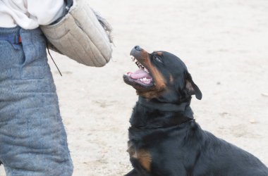 Genç Rottweiler koruma sporu ve polis eğitimi alıyor.